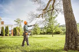 Best Hedge Trimming  in Rio Rancho, NM